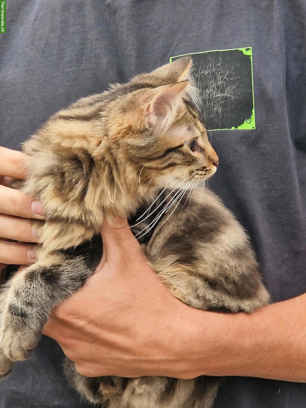 Bild 4: 2 junge Katzen, 1 Langhaar-Kater & 1 Kurzhaar-Katze