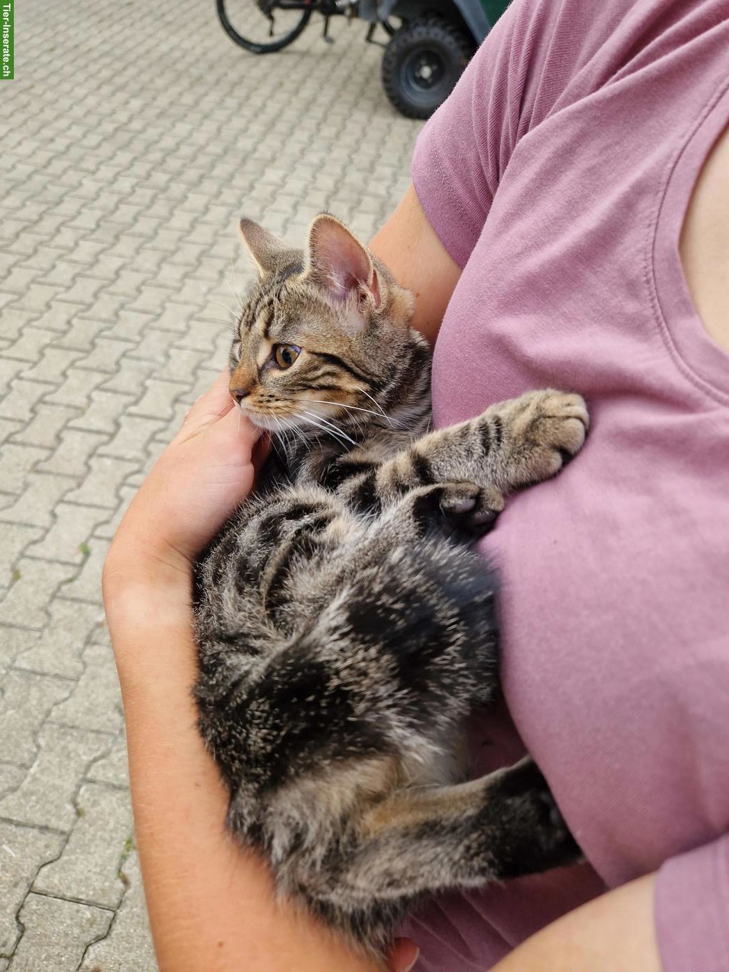 Bild 5: 2 junge Katzen, 1 Langhaar-Kater & 1 Kurzhaar-Katze