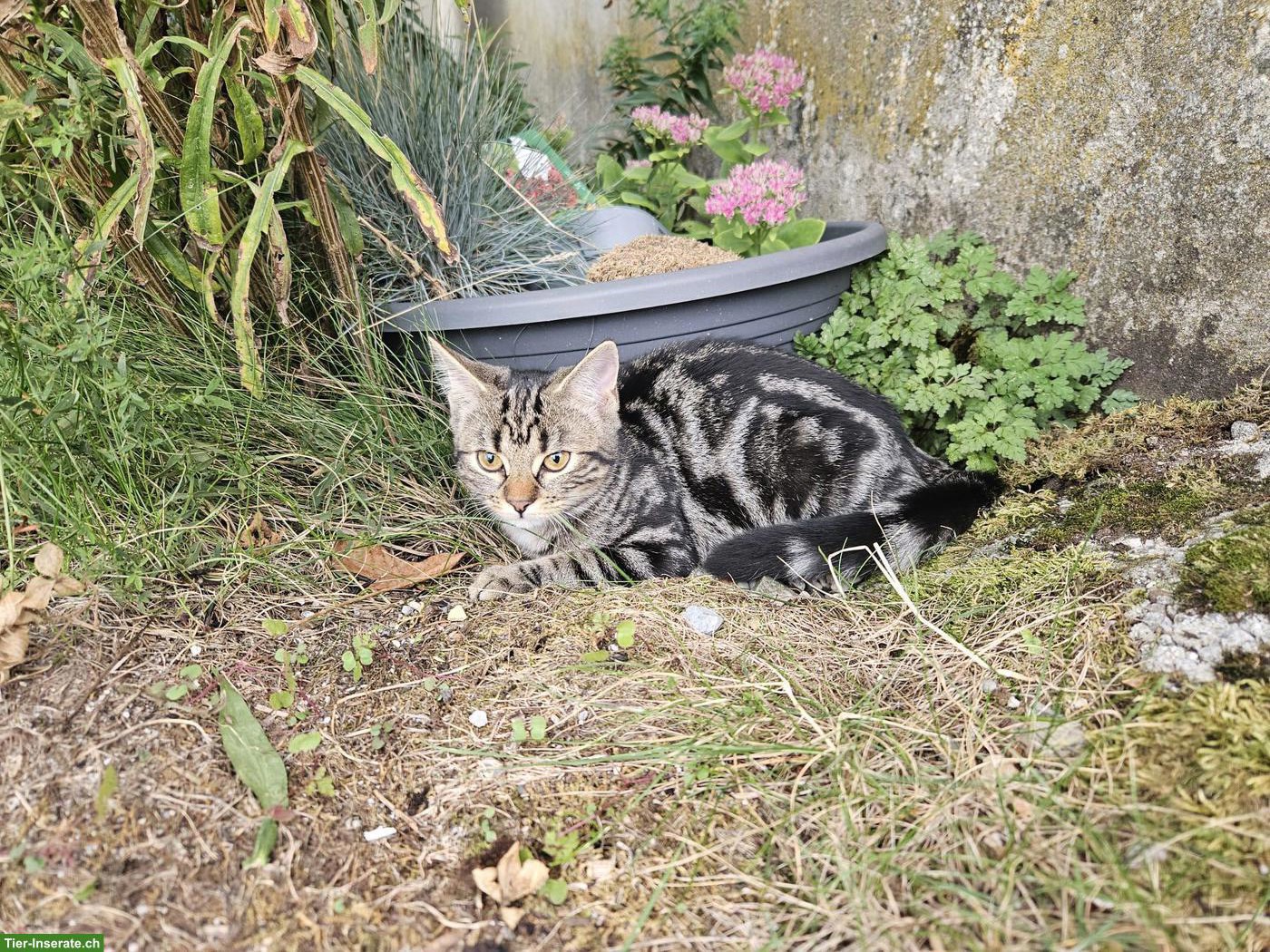 Bild 6: 2 junge Katzen, 1 Langhaar-Kater & 1 Kurzhaar-Katze