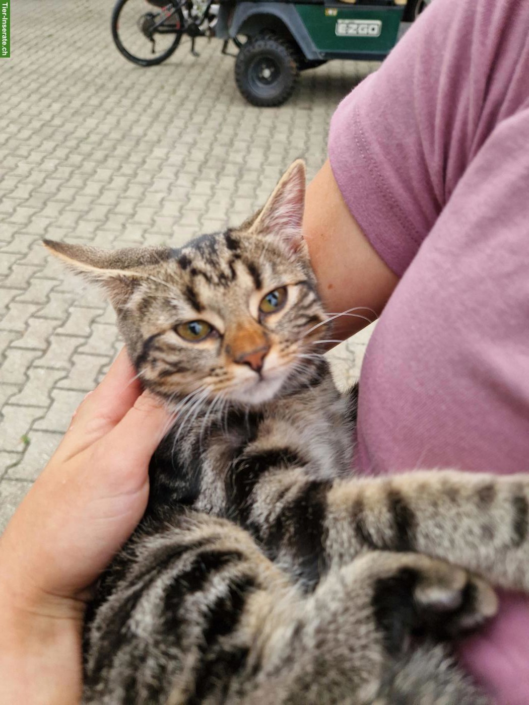 Bild 7: 2 junge Katzen, 1 Langhaar-Kater & 1 Kurzhaar-Katze