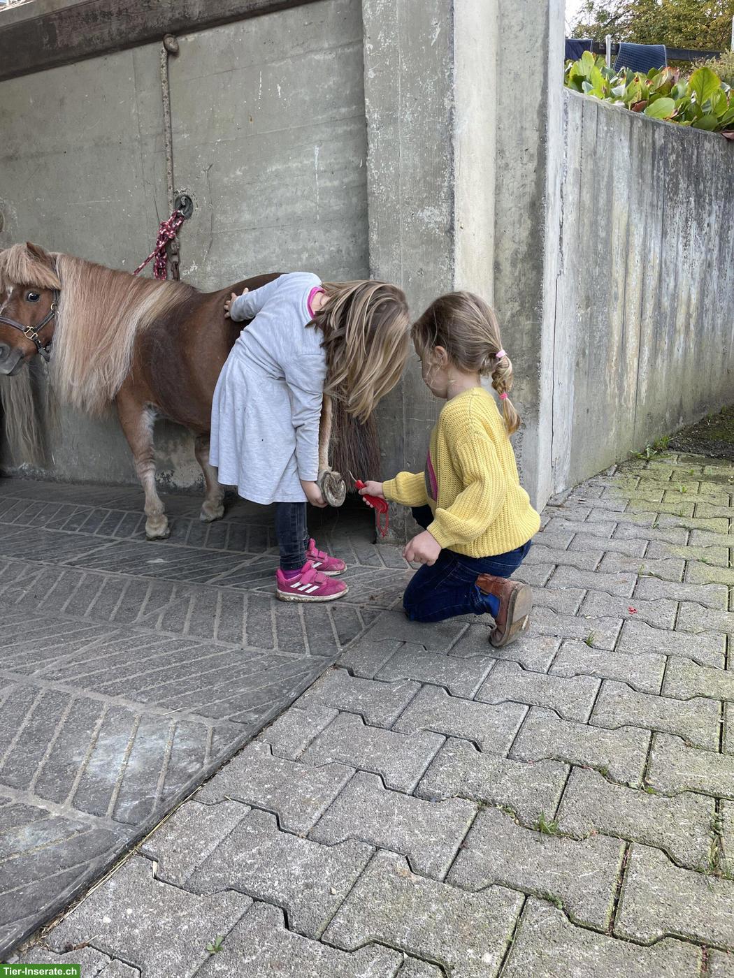 Bild 2: Kleine Hufspuren: Dein Einstieg zu den Ponys