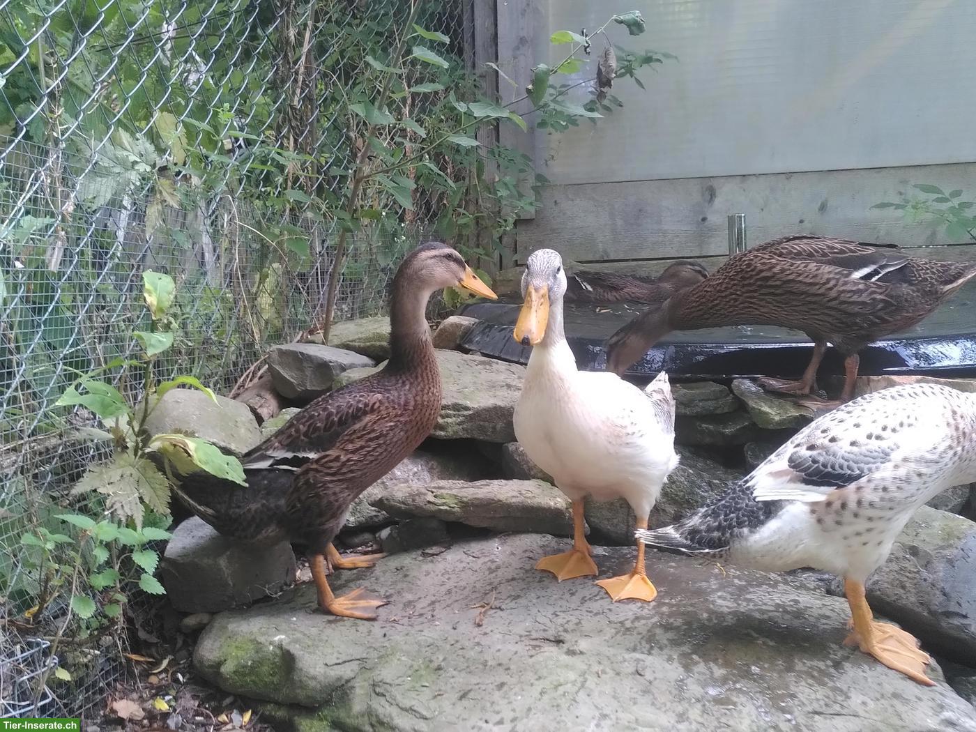 Junge Enten zu verkaufen