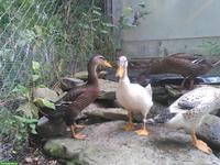 Junge Enten zu verkaufen