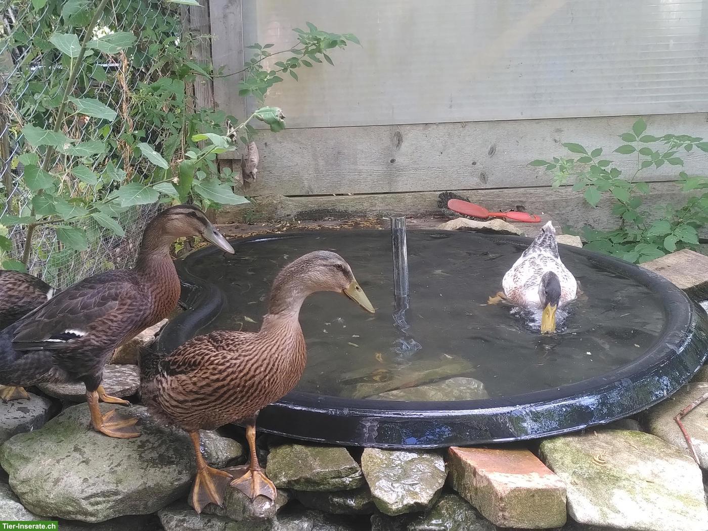Bild 2: Junge Enten zu verkaufen