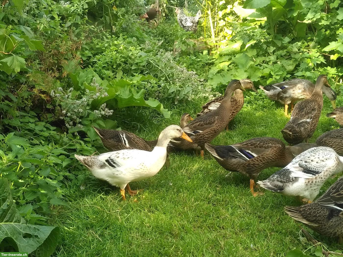 Bild 3: Junge Enten zu verkaufen