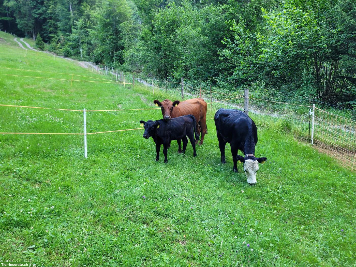 Trächtige Dexter Kuh mit Kuhkalb & Mini-Hereford Kuh