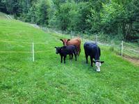 Trächtige Dexter Kuh mit Kuhkalb & Mini-Hereford Kuh