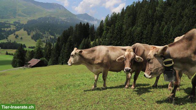 emma - die schnelle Mastitis PCR