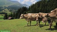 emma - die schnelle Mastitis PCR