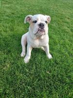 Original English Bulldog Welpe sucht Lebensplatz