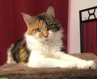Reinrassige Maine Coon Katze mit Stammbaum, 9-jährig