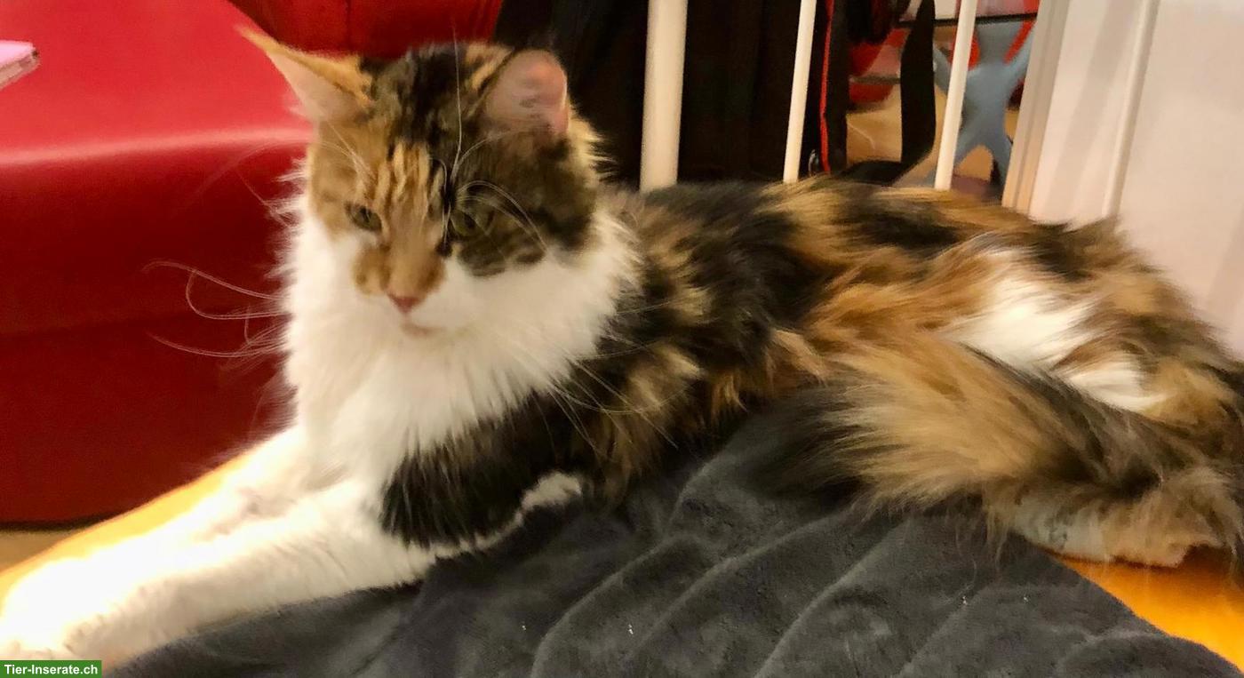 Bild 2: Reinrassige Maine Coon Katze mit Stammbaum, 9-jährig