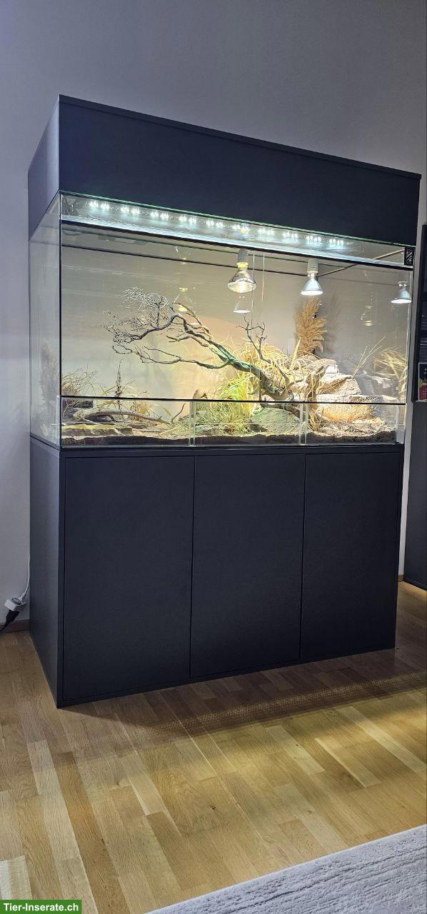 Bild 2: Terrarium mit Unterschrank, optional mit Zwergbartagamen