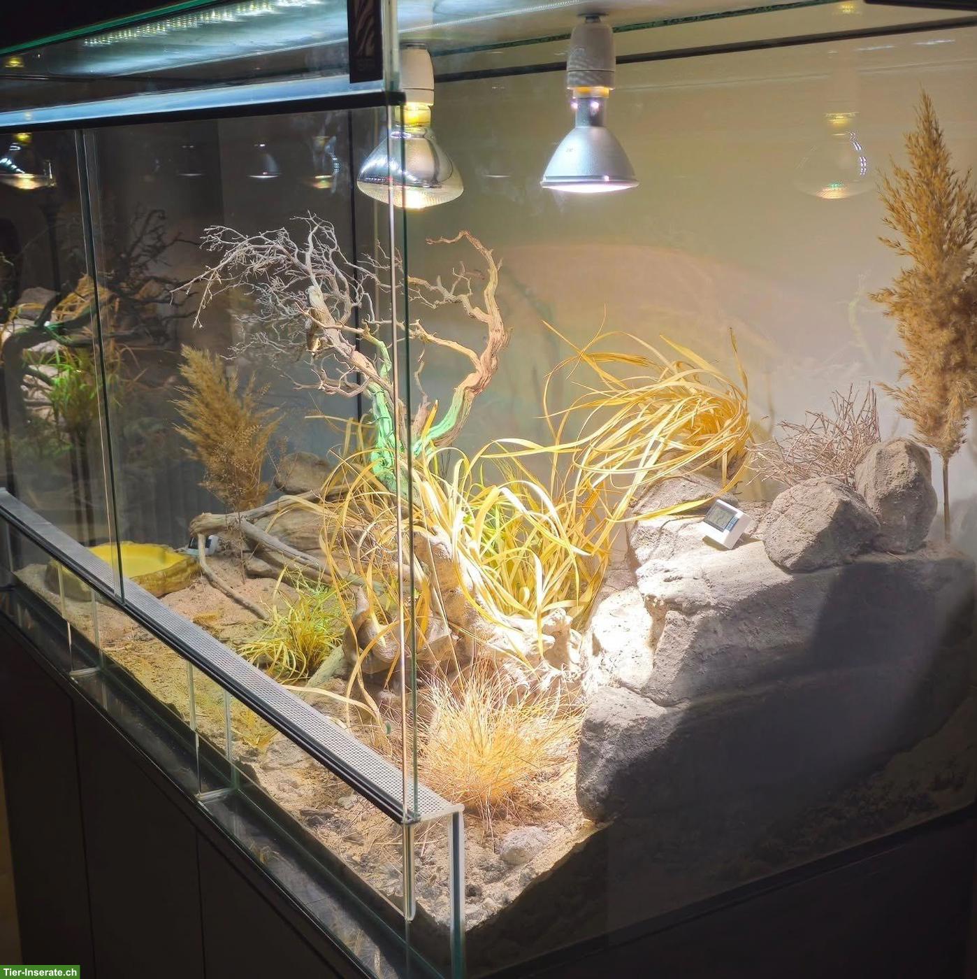 Bild 3: Terrarium mit Unterschrank, optional mit Zwergbartagamen