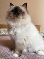 Heilige Birma Katze 2 Jahre alt, kastriert
