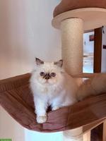 Heilige Birma Kitten, weiblich sucht ein Zuhause