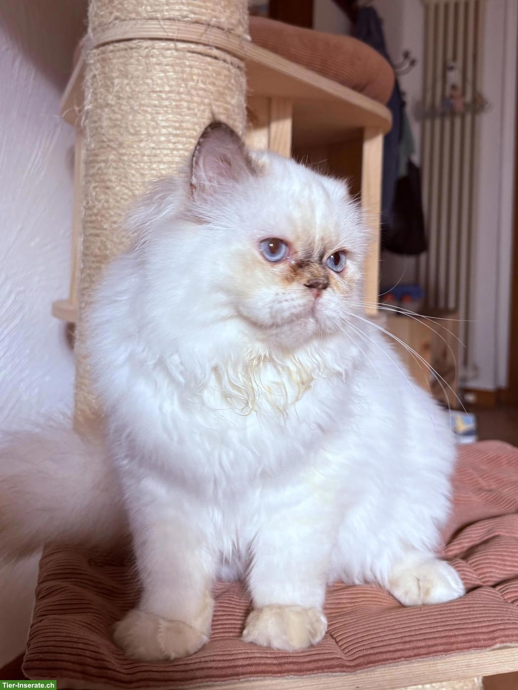 Bild 2: Heilige Birma Kitten, weiblich sucht ein Zuhause
