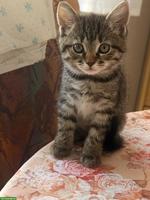 2 getigerte Kater suchen ihr neues Zuhause