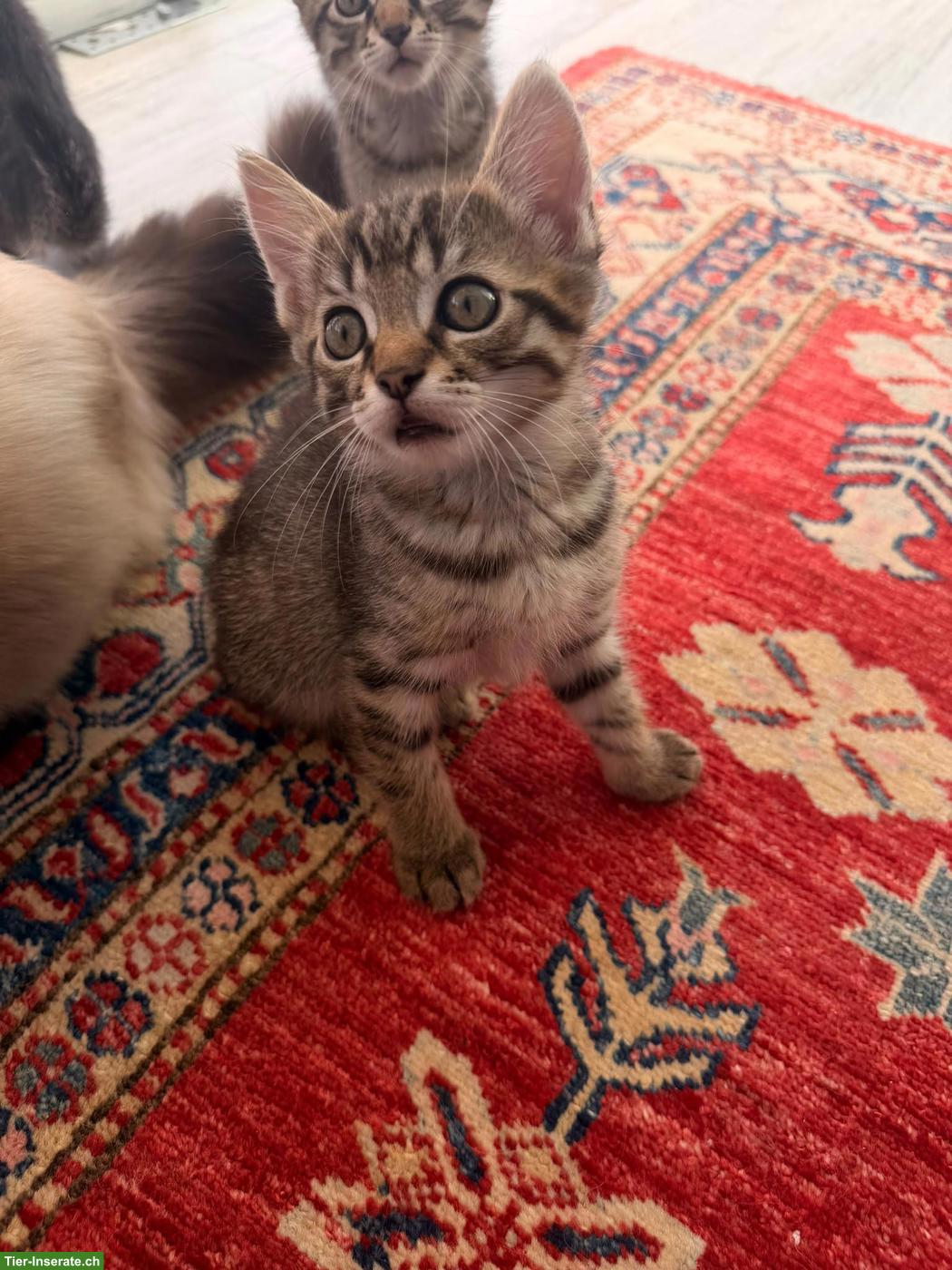 Bild 2: 2 getigerte Kater suchen ihr neues Zuhause