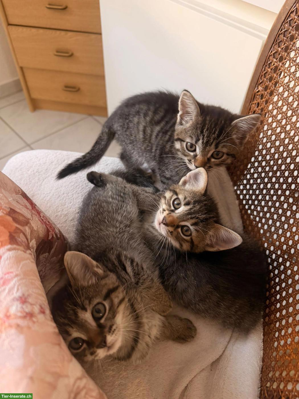 Bild 3: 2 getigerte Kater suchen ihr neues Zuhause