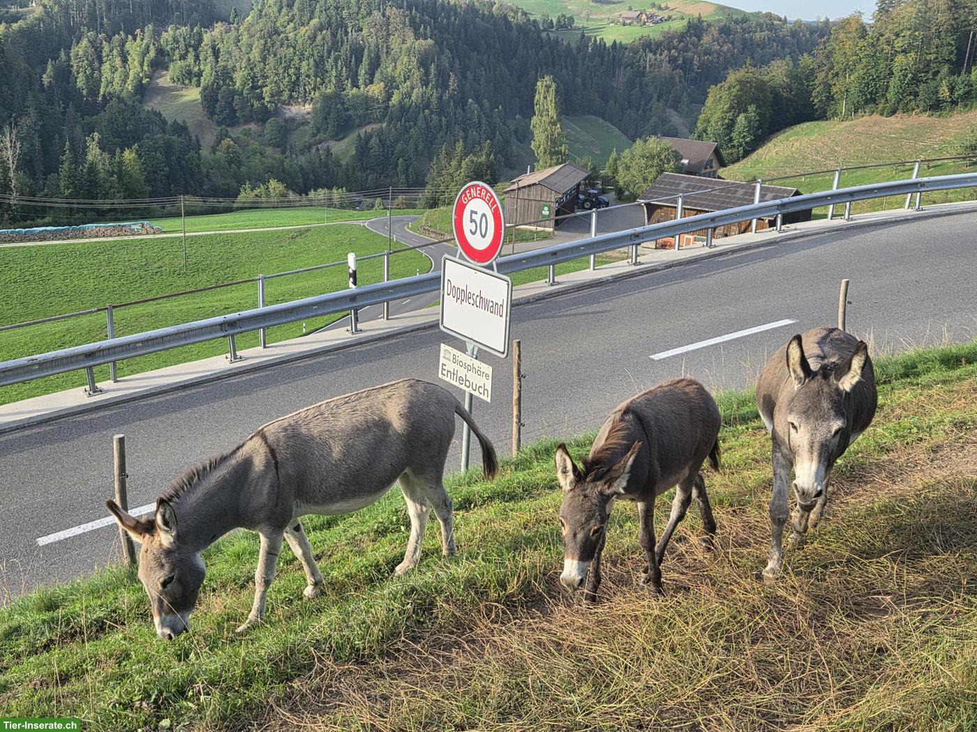 Bild 2: Zwergesel Stute, sehr anhänglich und verschmust