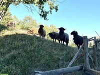 2 Walliser Landschafe Auen