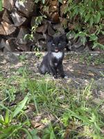 Verschmustes Bauernhof Kitten, Kater