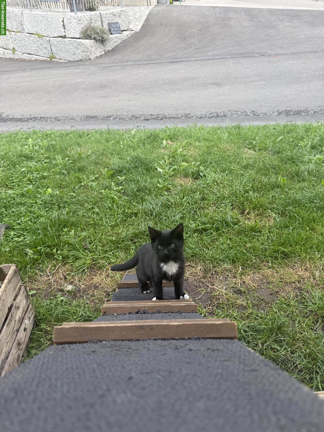 Bild 2: Verschmustes Bauernhof Kitten, Kater