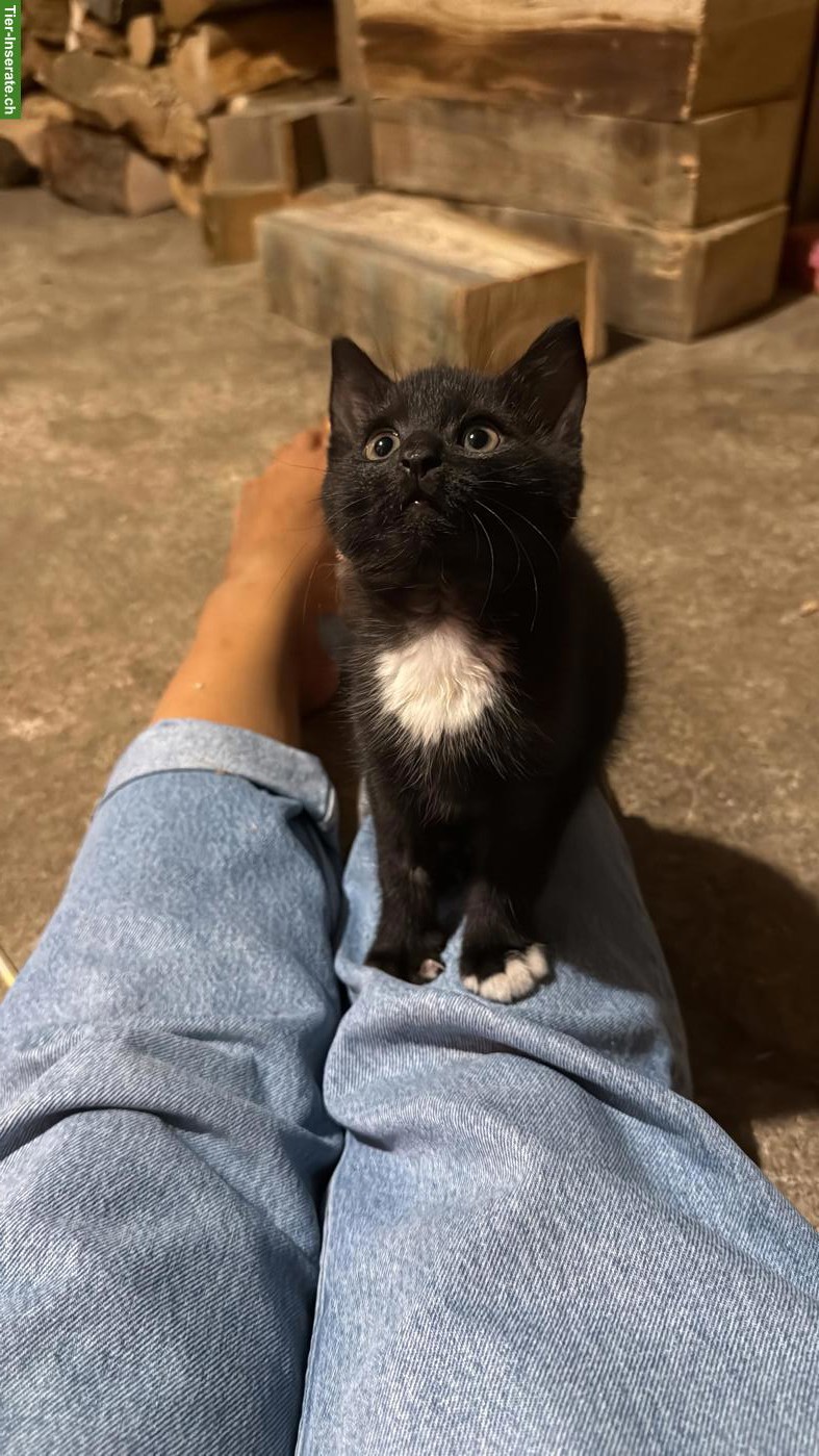 Bild 3: Verschmustes Bauernhof Kitten, Kater