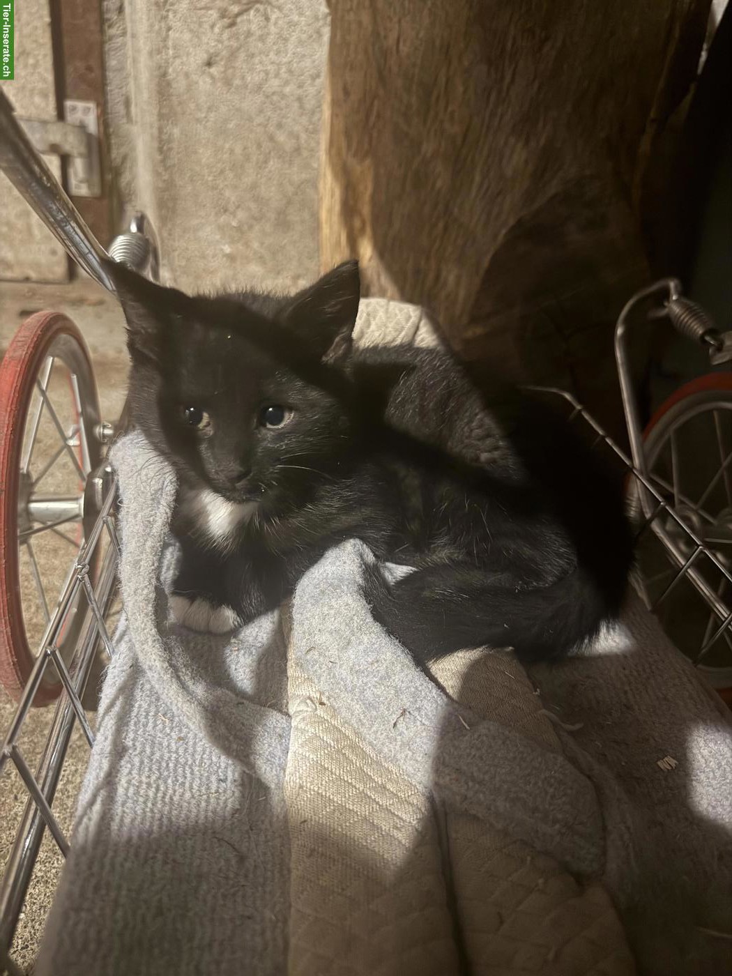 Bild 4: Verschmustes Bauernhof Kitten, Kater