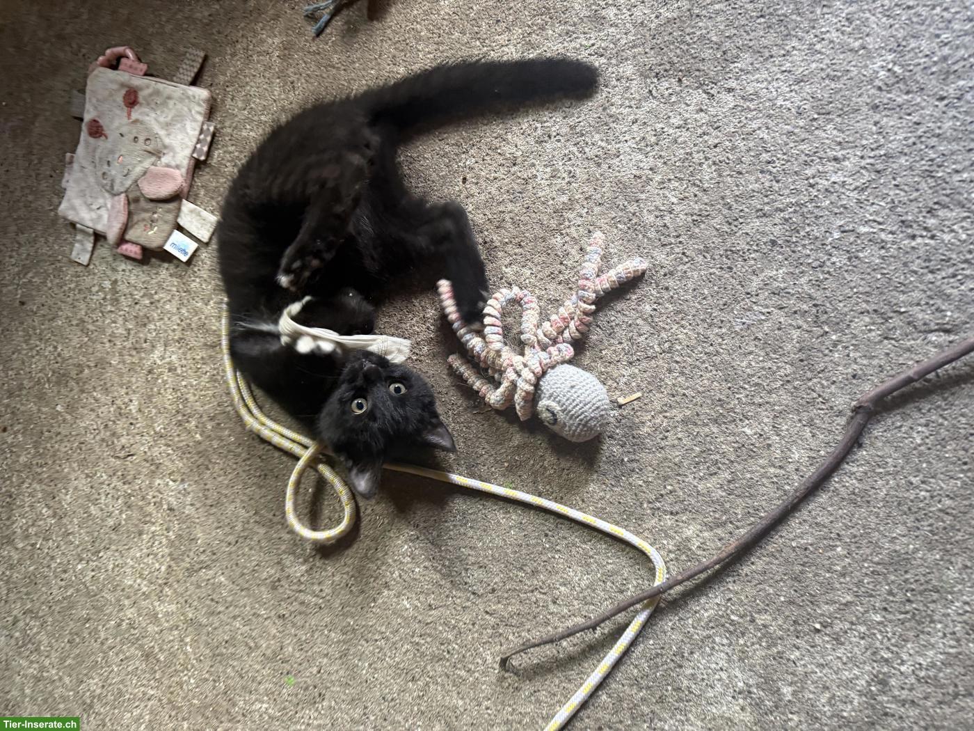 Bild 5: Verschmustes Bauernhof Kitten, Kater