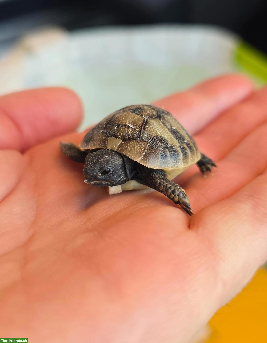 5 Griechische Landschildkröten Babys abzugeben