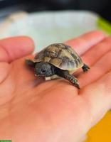 5 Griechische Landschildkröten Babys abzugeben