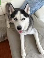 Sibirischer Husky Rüde sucht dringend ein liebes Zuhause!
