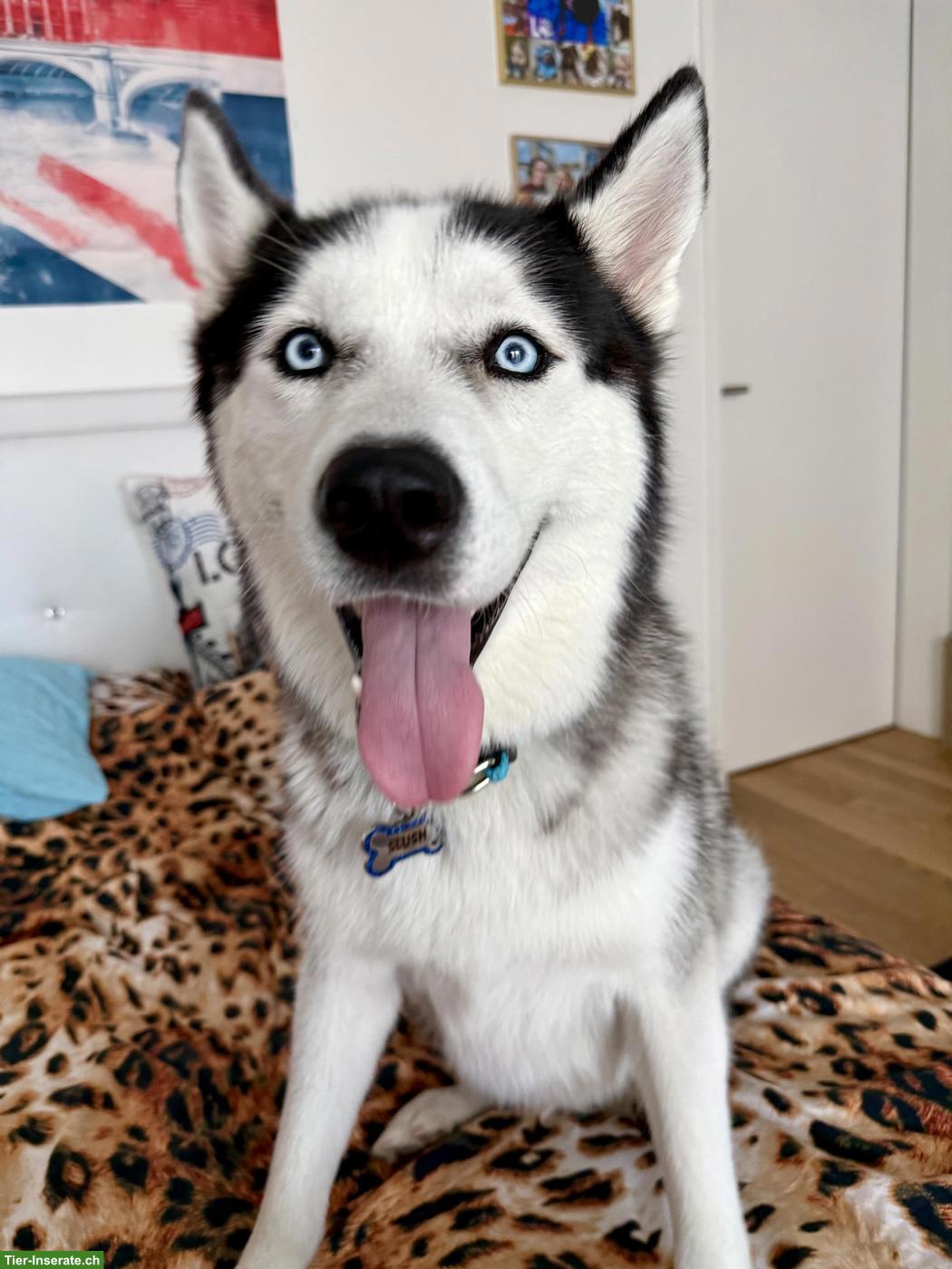 Bild 2: Sibirischer Husky Rüde sucht dringend ein liebes Zuhause!