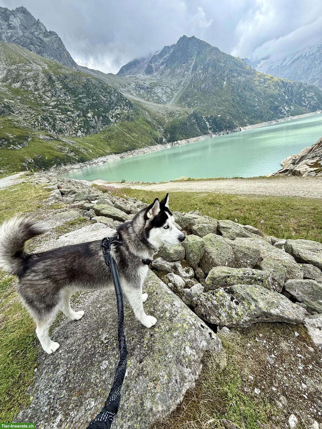 Bild 3: Sibirischer Husky Rüde sucht dringend ein liebes Zuhause!