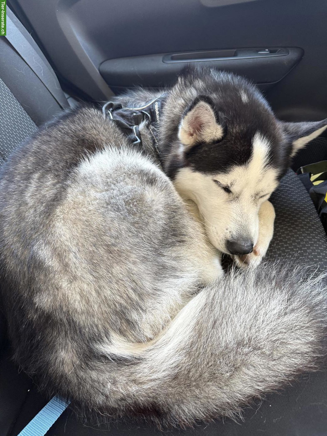 Bild 4: Sibirischer Husky Rüde sucht dringend ein liebes Zuhause!