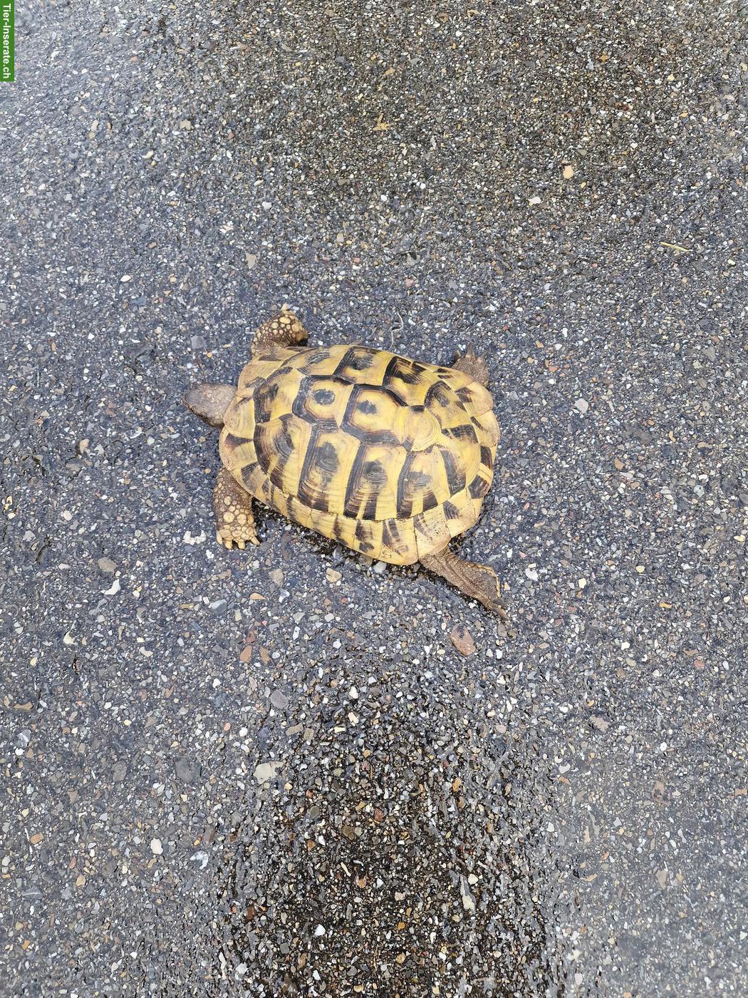 Griechische Landschildkröte, 8-jährig abzugeben