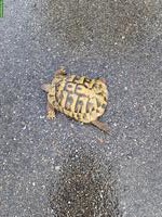 Griechische Landschildkröte, 8-jährig abzugeben