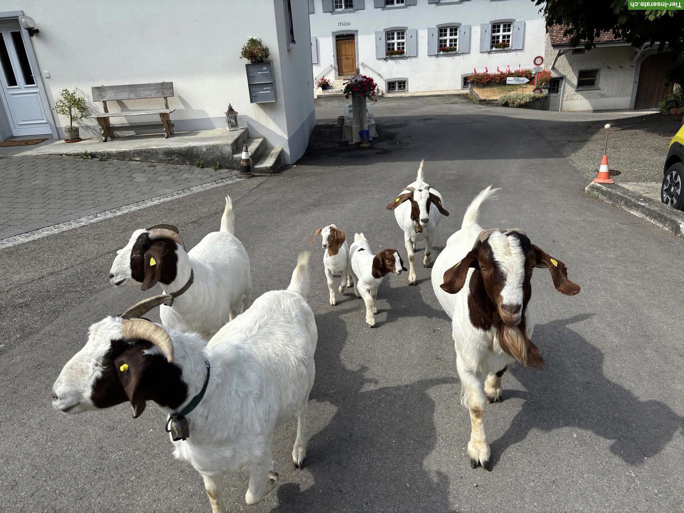 Bild 2: Burenziegenbock, ca. 3-jährig zu verkaufen