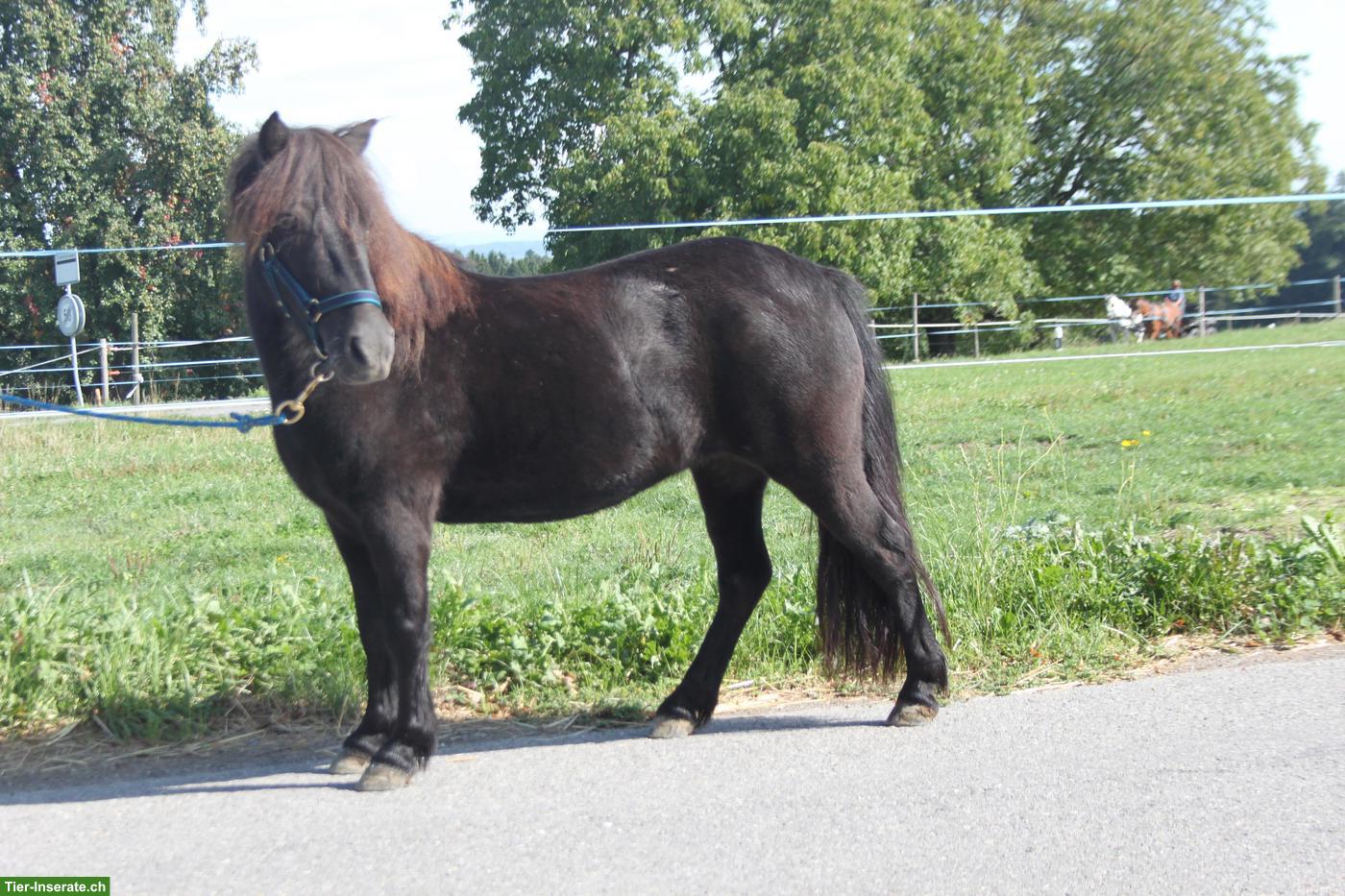 Shetlandpony Stute, 10-jährig