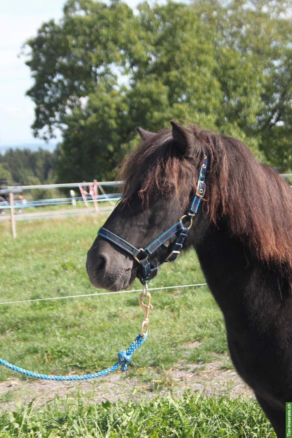 Bild 2: Shetlandpony Stute, 10-jährig