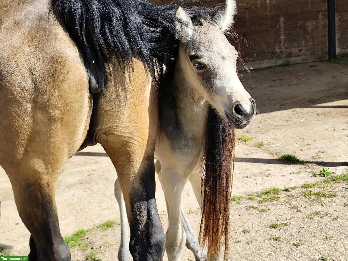 Bild 4: Grosses Connemara Pony Stutfohlen