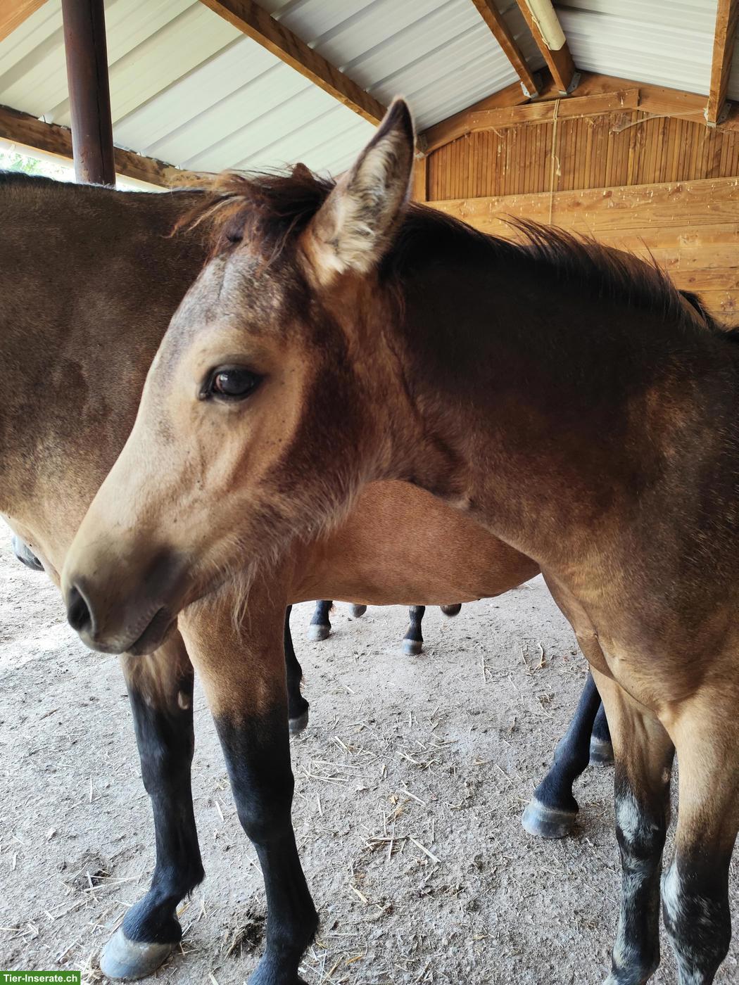 Bild 6: Grosses Connemara Pony Stutfohlen