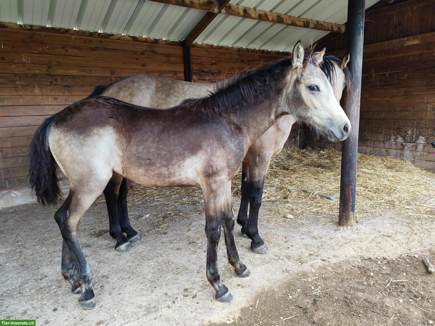 Bild 7: Grosses Connemara Pony Stutfohlen