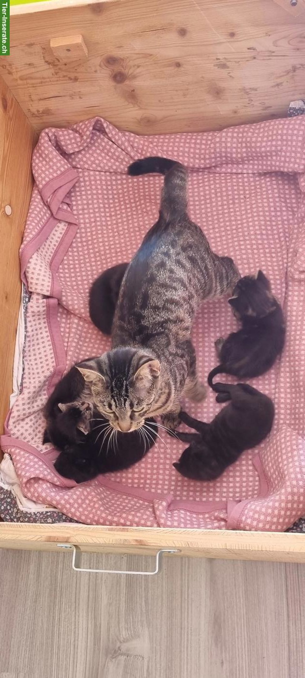 Herzige Katzenbabys