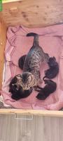 Herzige Katzenbabys