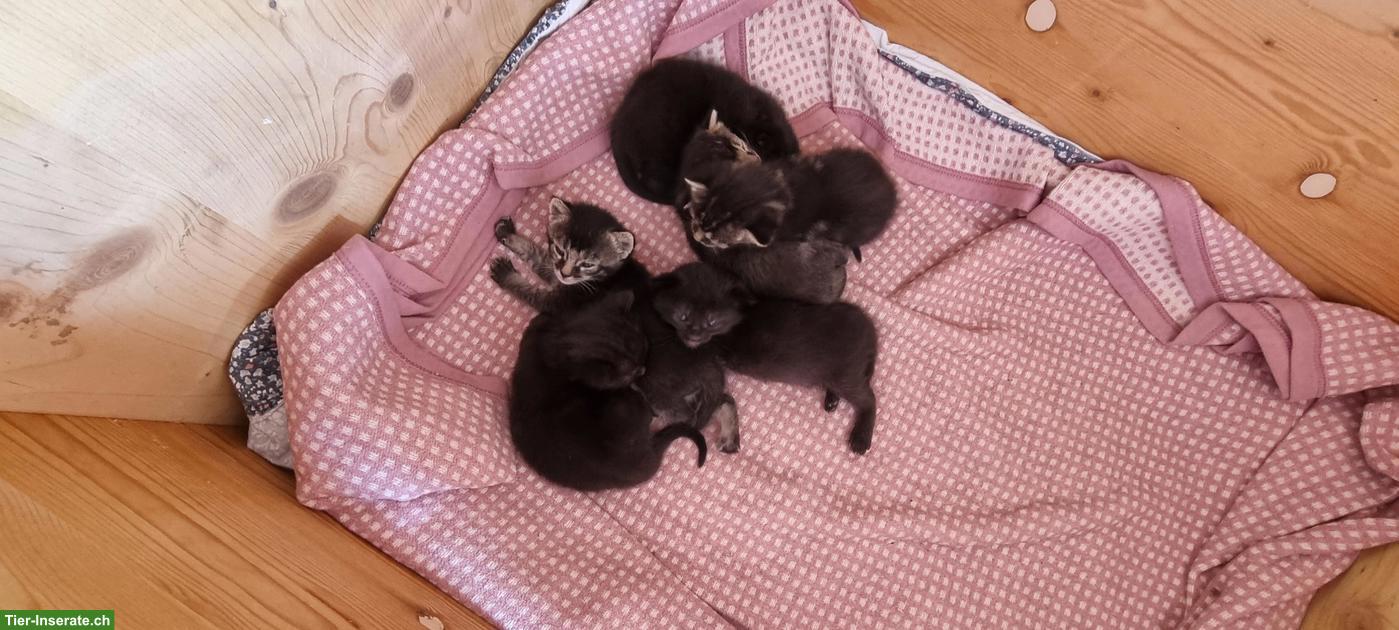Bild 2: Herzige Katzenbabys