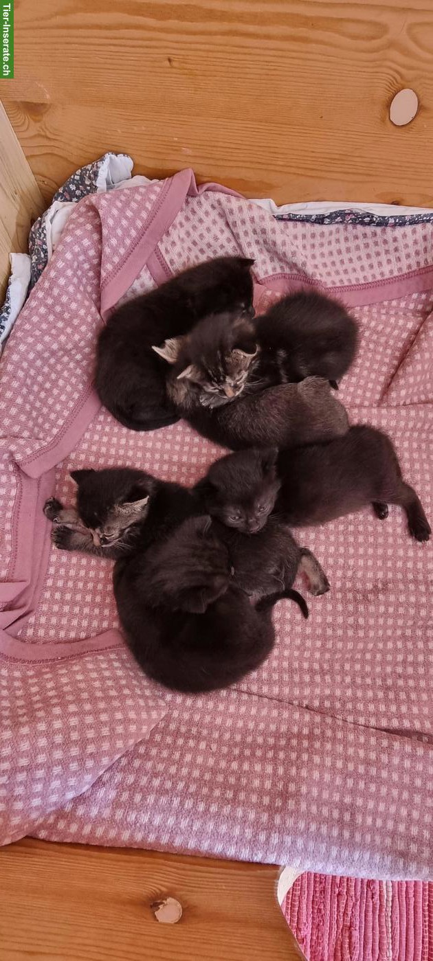 Bild 3: Herzige Katzenbabys