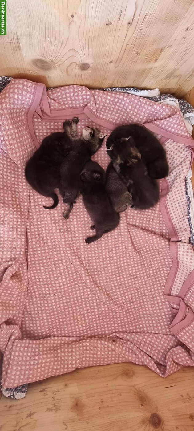 Bild 4: Herzige Katzenbabys
